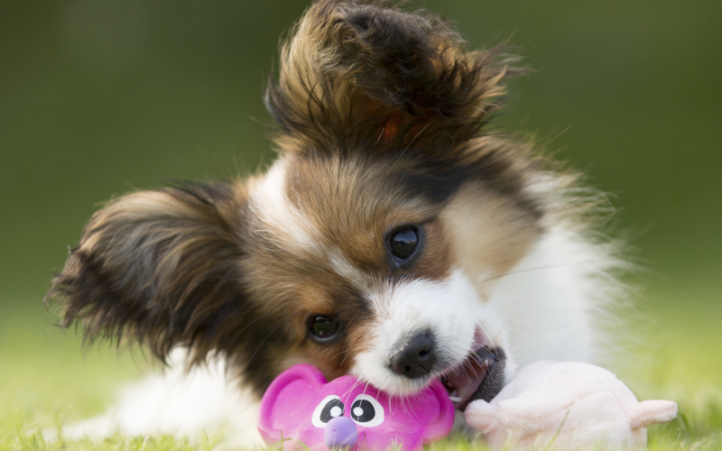 Papillon Hund In Not Seine Rasse ist Papillon Foto &amp; Bild tiere