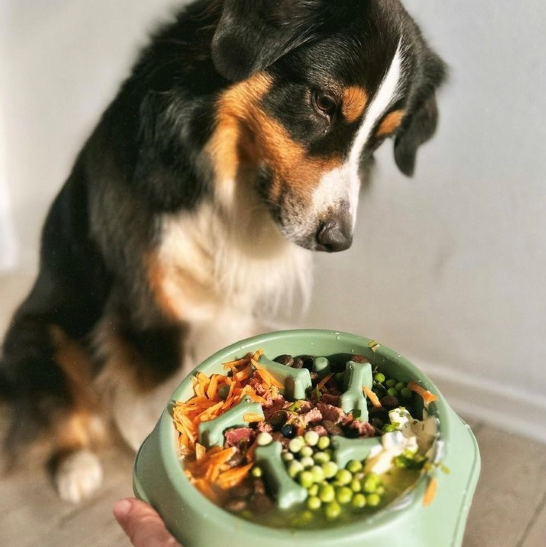 hund grøn bowl